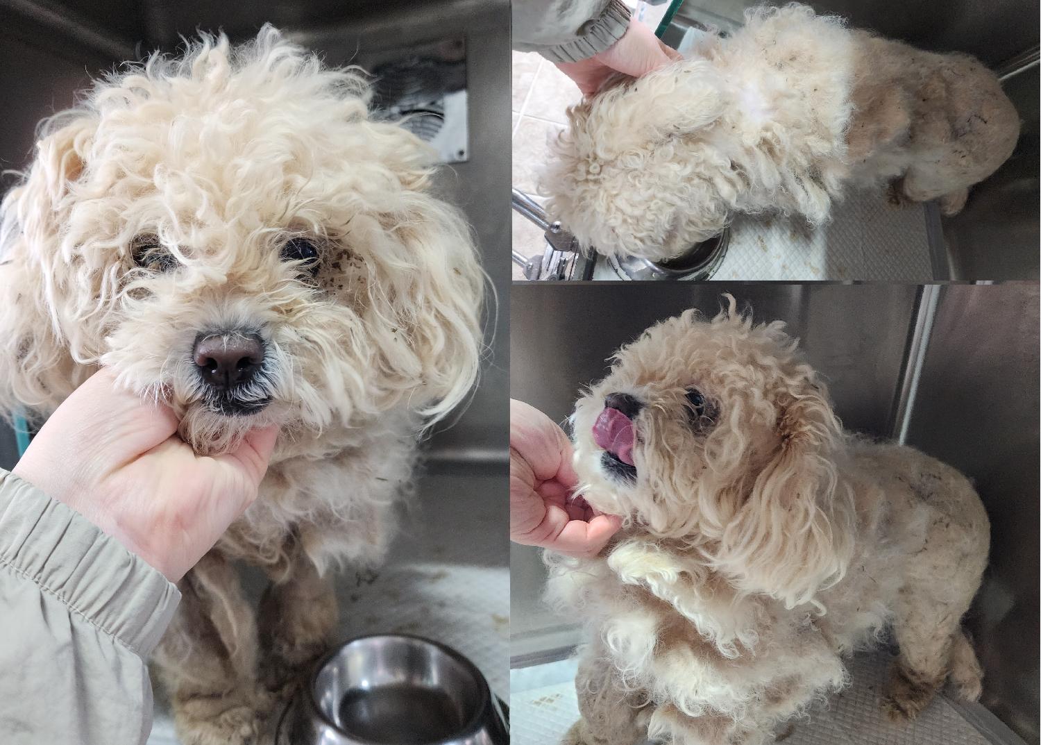 서산시 동물보호센터_444453202500222